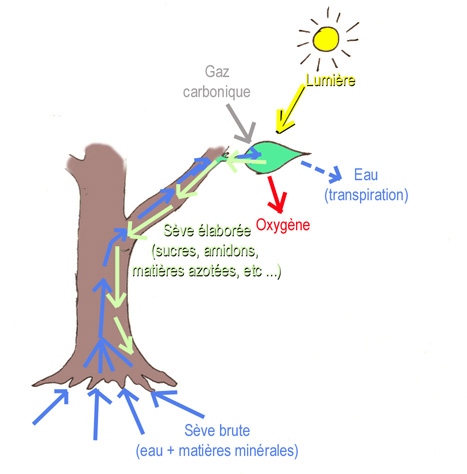 photosynthese