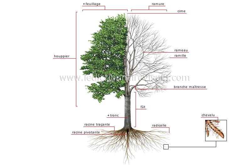 C'est quoi la cime d'un arbre ?