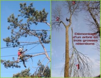 Taille d'allégement à droite et démontage avec rétention des branches