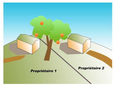 arbre fruitier