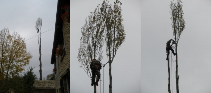 Photo Démontage peuplier d'Italie